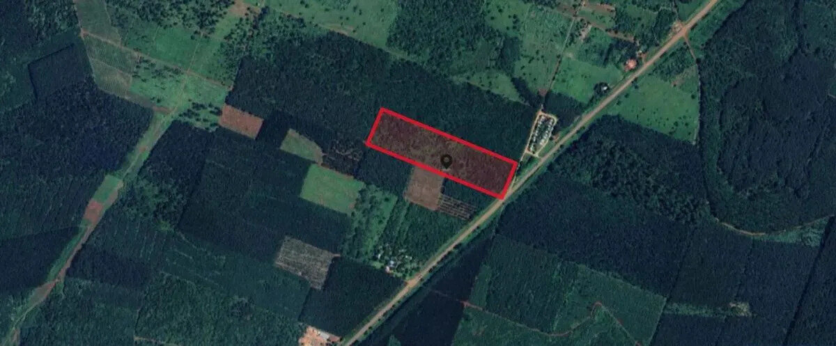 PROPIEDAD FORESTAL DE 8,6 HECTAREAS EN VENTA SOBRE LA RUTA NACIONAL 12 | MONTECARLO MISIONES - 3