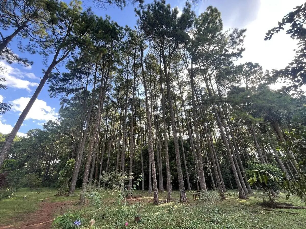 Chacra Con 15 Hectáreas En El Km24 De Eldorado Misiones - 15
