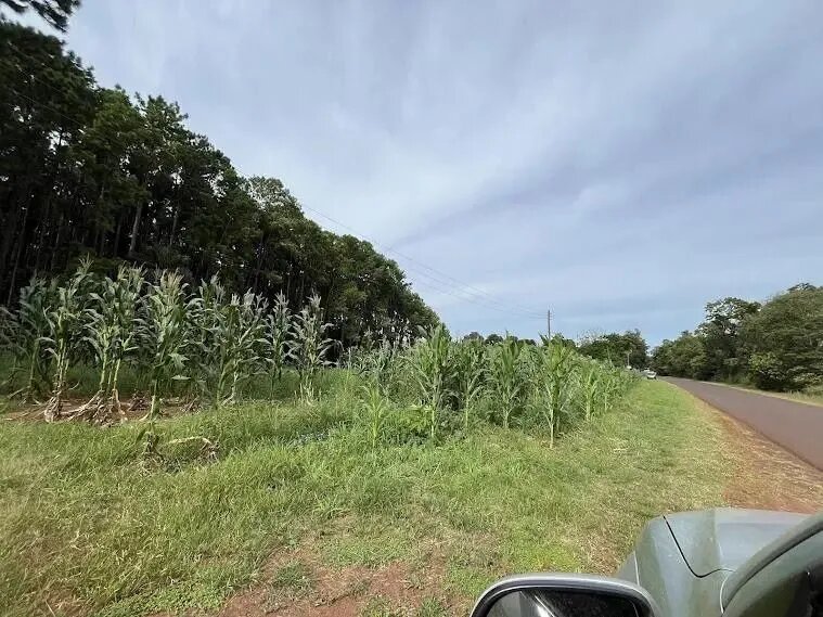 Chacra Con 15 Hectáreas En El Km24 De Eldorado Misiones - 18