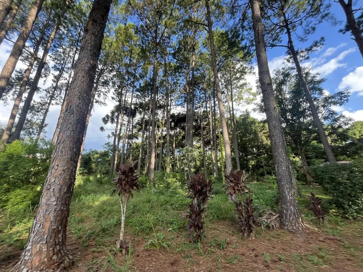 Chacra Con 15 Hectáreas En El Km24 De Eldorado Misiones - 13