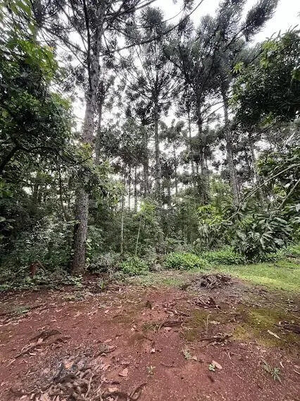 Chacra Con 15 Hectáreas En El Km24 De Eldorado Misiones - 6