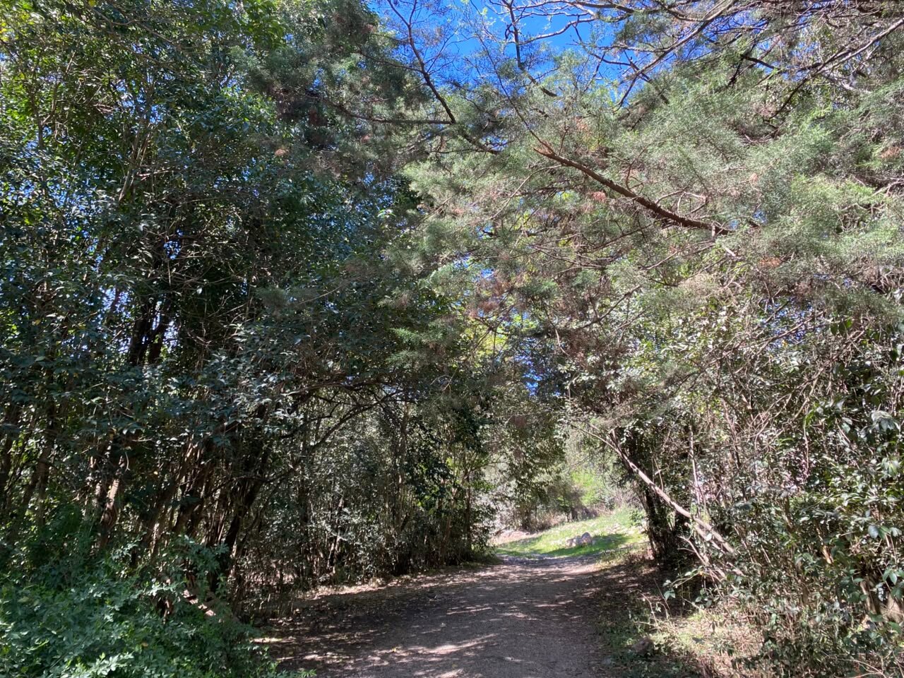 VENTA Lote en Salsipuedes una hectárea a un precio IMPERDIBLE! ACEPTA FINANCIACIÓN - Imagen 8