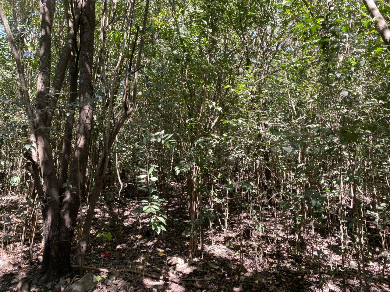 VENTA Lote en Salsipuedes, sobre ruta E53!!! - Imagen 3