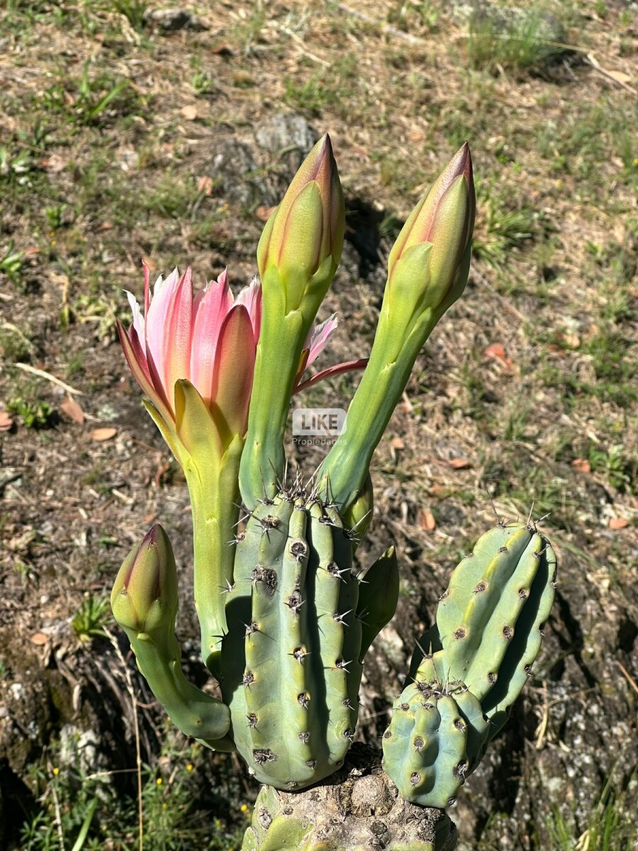 Venta de Propiedad en San Miguel de los Ríos – Entorno Natural y Vistas a las Sierras de Córdoba - Imagen 8