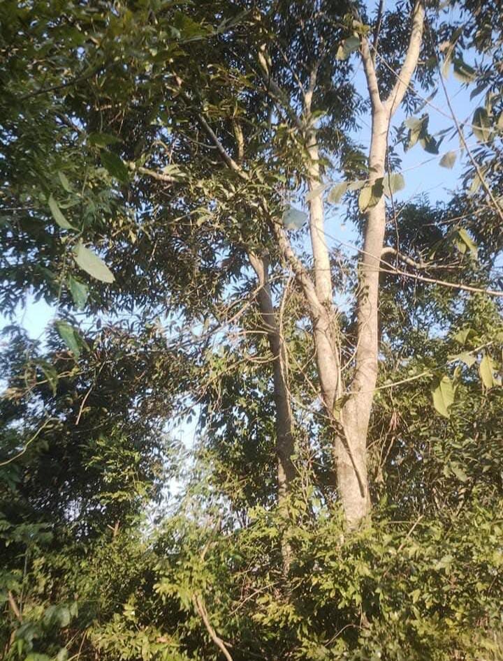TERRENO RESIDENCIAL EN VENTA UBICADO ENTRE CALLES 2 DE MAYO Y LOMAS DEL TALAR KM9 | ELDORADO MISIONES — foto 10