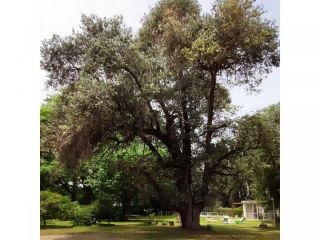 Casas - Arroyo Seco - Venta