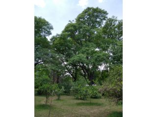 Casas - Arroyo Seco - Venta